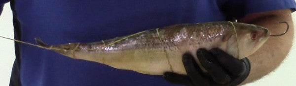 How to rig your bait, sturgeon fishing from a boat Part 4