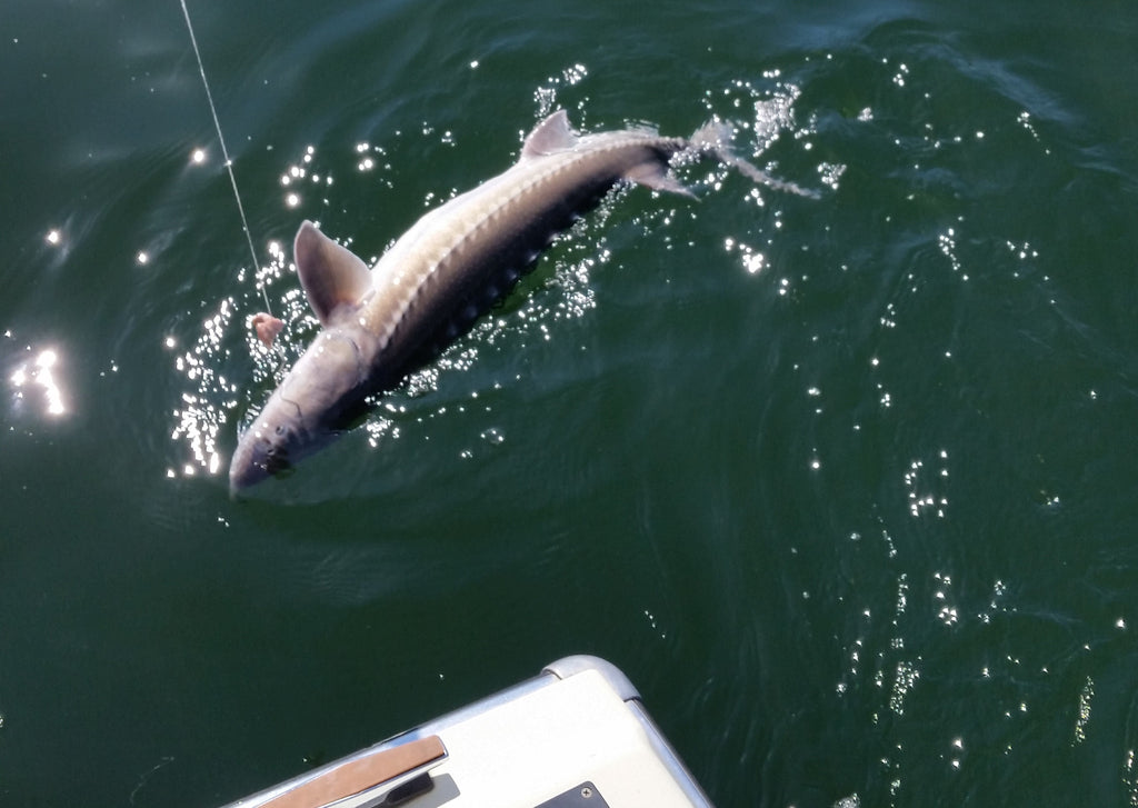 Sturgeon Leader Line Setup, Part 3