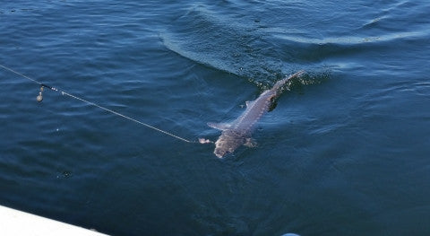 Sturgeon fishing from a boat setup, Part 1